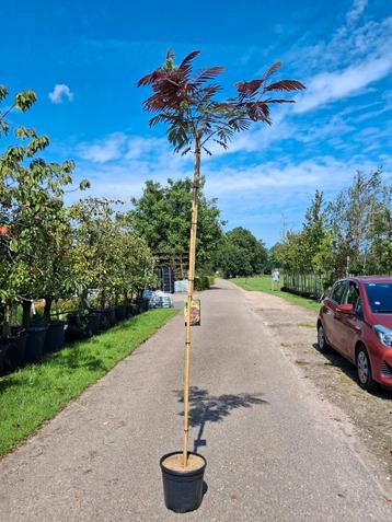Albizia julibrissin Evey's pride, slaapboom rood blad hoogst beschikbaar voor biedingen
