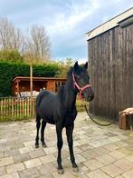 Mooi groot hengstveulen, Dieren en Toebehoren, Pony's, Niet van toepassing, 0 tot 2 jaar, Hengst, Gechipt