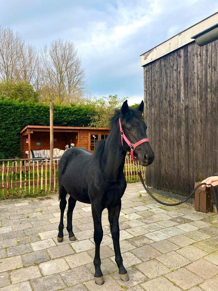 Mooi groot hengstveulen, Dieren en Toebehoren, Pony's, Hengst, Niet van toepassing, E pony (1.48m - 1.57m), 0 tot 2 jaar, Gechipt