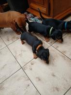 Korthaar dwergteckel pups x kaninchen teckel Black and Tan., Dieren en Toebehoren, Honden | Teckels en Dashonden, CDV (hondenziekte)