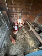 Mooie bruine leghennen, Dieren en Toebehoren, Pluimvee, Vrouwelijk, Kip