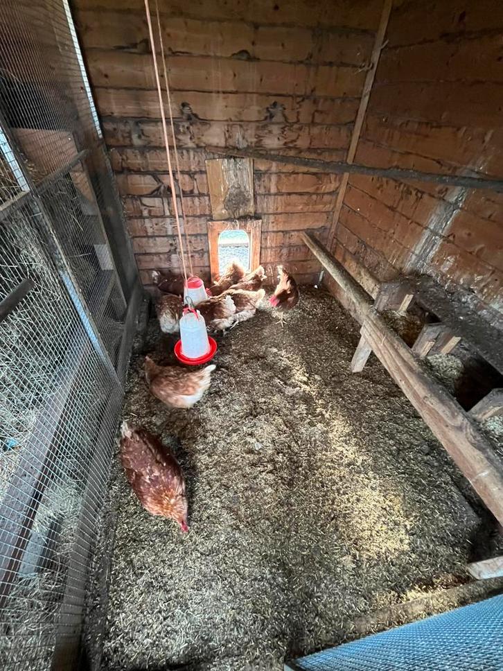 Mooie bruine leghennen, Dieren en Toebehoren, Pluimvee, Kip, Vrouwelijk