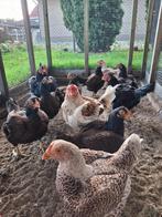 Indische Vecht Krielkippen, Dieren en Toebehoren, Meerdere dieren, Kip