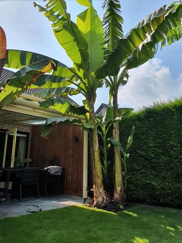 Musa basjoo - bananenplant beschikbaar voor biedingen