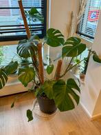 Monstera Deliciosa XXL - Prachtige kamerplant!, Huis en Inrichting, Kamerplanten, Ophalen, 100 tot 150 cm, Overige soorten, Halfschaduw