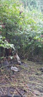 Indische loopeenden., Mannelijk, Eend
