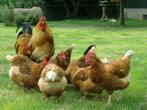 Barneveldse legkippen, Dieren en Toebehoren, Vrouwelijk, Kip