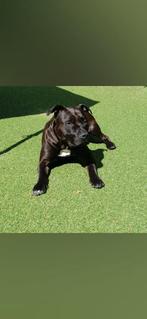 Amerikaanse Stafford, 10 jaar, Reu, Dieren en Toebehoren, Honden | Bulldogs, Pinschers en Molossers, 6 jaar of ouder, Eén hond