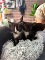Lieve kittens ter adoptie, Dieren en Toebehoren, Katten en Kittens | Raskatten | Korthaar, Meerdere dieren, 0 tot 2 jaar