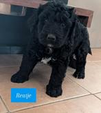 Schattige Bernedoodle pups beschikbaar, Overige rassen, 8 tot 15 weken, Meerdere, Meerdere dieren