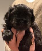 Boomer- shih tzu pups, Overige rassen, 8 tot 15 weken, Parvo, Meerdere