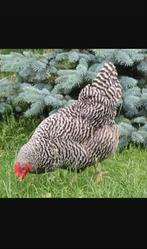 Amrock Harco Marans Koningberge Bleu de lande Barnevelder, Dieren en Toebehoren, Pluimvee, Vrouwelijk, Kip