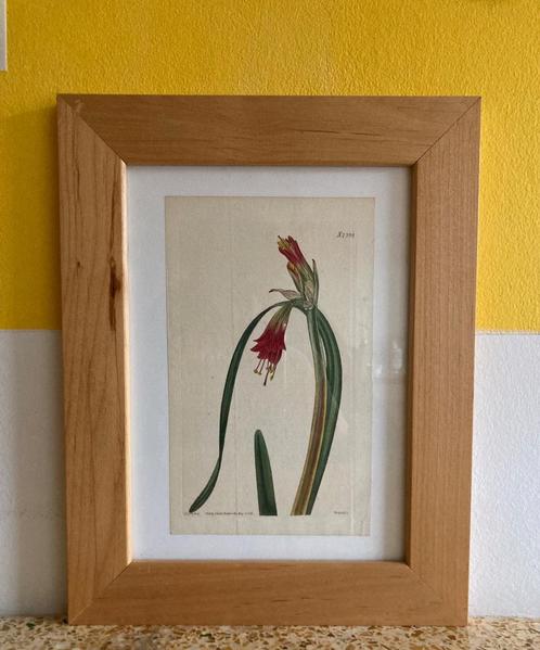 Botanische tekening, een facsimile., Antiek en Kunst, Kunst | Schilderijen | Klassiek, Verzenden