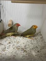 Binsenastrilde oranje en roodkop, Dieren en Toebehoren, Meerdere dieren, Tropenvogel, Geringd