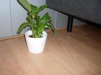 lepeltjes plant in witte sierpot, Ophalen, Overige soorten, Halfschaduw, In pot