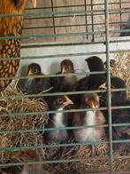 Kuikens van mix orpington met cochin, Geslacht onbekend, Kip