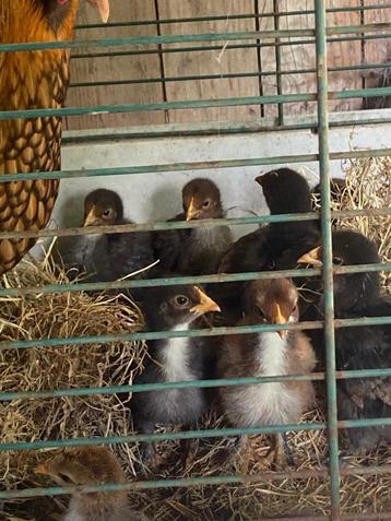 Kuikens van mix orpington met cochin beschikbaar voor biedingen