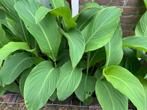 Rood bloeiende Canna 2 meter hoog !, Ophalen of Verzenden, Zomer, Overige soorten, Volle zon