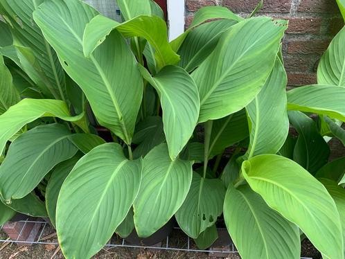 Rood bloeiende Canna 2 meter hoog !, Tuin en Terras, Planten | Tuinplanten, Overige soorten, Volle zon, Zomer, Ophalen of Verzenden