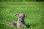 Whippet pups ouders aanwezig, Dieren en Toebehoren, België, Whippet, 8 tot 15 weken, Meerdere