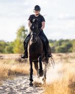 Opleiden/uitbrengen/verkoop paarden, Diensten en Vakmensen, Dieren | Paarden | Verzorging, Oppas en Les