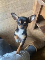 Prachtige lieve Chihuahua teefje, Dieren en Toebehoren, Honden | Chihuahua's en Gezelschapshonden, België, Particulier, 1 tot 2 jaar