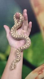 Haakneusslang	Heterodon nasicus, Dieren en Toebehoren, Reptielen en Amfibieën, Slang