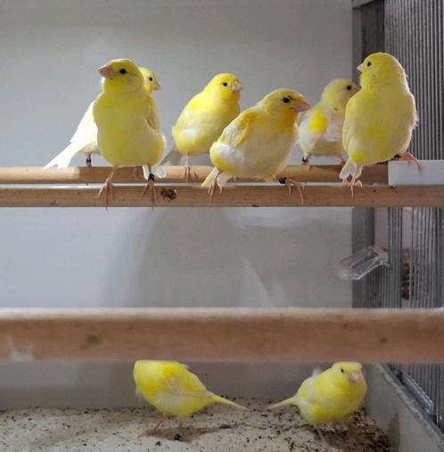 Jonge kanaries, Dieren en Toebehoren, Vogels | Kanaries, Kleurkanarie, Geslacht onbekend