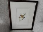Aquarel vogel A.M.Lariby in een mooie staat., Ophalen of Verzenden