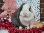 Lieve, rustige nhd voedster, Dieren en Toebehoren, Konijnen, Vrouwelijk, Dwerg, Hangoor, 3 tot 5 jaar