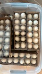 Uitgeblazen eenden eieren aangeboden, Ophalen of Verzenden, Nieuw