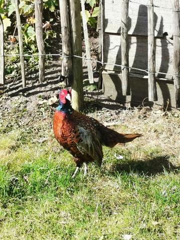 Mooie bosfazant haan beschikbaar voor biedingen