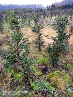 Opruiming Ilex aquifolium gewone hulst 60-80cm planten, Ophalen of Verzenden, Hulst, Struik, Minder dan 100 cm