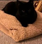 VERMIST in Driebergen centrum, Dieren en Toebehoren, Kat