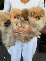 Pomeriaan pups pomeranian puppy teefje/ reutje fci stamboom, Dieren en Toebehoren, Keeshond, 8 tot 15 weken, Meerdere, Nederland