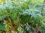 Amsonia Tabertaemontana, Overige soorten, Volle zon, Vaste plant, Ophalen of Verzenden