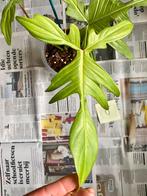 Philodendron Florida Ghost (J), Huis en Inrichting, Kamerplanten, Overige soorten, Minder dan 100 cm, Ophalen of Verzenden, Halfschaduw