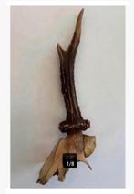 4 x echt herten gewei, prijs per stuk, Ophalen of Verzenden, Gebruikt, Hert, Gewei of Kop