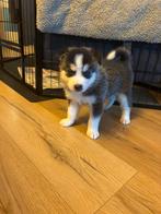 Pomsky husky look 1 reu 💙te koop blauwe ogen 10 nov geb, Dieren en Toebehoren, Parvo, 8 tot 15 weken, Meerdere, Nederland