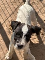 Jack Russell pups, Dieren en Toebehoren, Honden | Jack Russells en Terriërs, Jack Russell Terriër, 8 tot 15 weken, Meerdere, Meerdere dieren