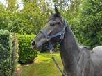 Mooie donkere schimmel hengst van 2 jaar, Dieren en Toebehoren, Paarden, Minder dan 160 cm, Gechipt, Dressuurpaard, Hengst