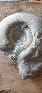 Zeldzame Ammoniet te koop, Verzamelen, Mineralen en Fossielen, Ophalen of Verzenden, Fossiel
