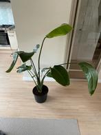 Strelizia kamerplant, Ophalen, 100 tot 150 cm, Overige soorten, In pot