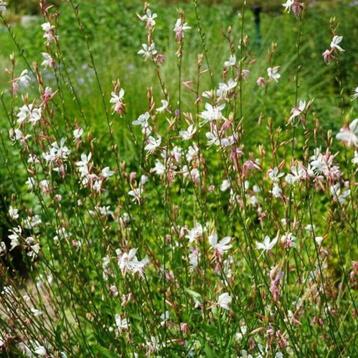 Gaura Lindheimeri Sparkle White beschikbaar voor biedingen