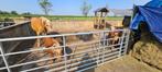 Lieve verzorger gezocht voor mijn drie ponys, 2 of 3 paarden of pony's