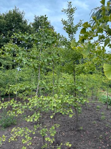 Ginkgo bomen beschikbaar voor biedingen