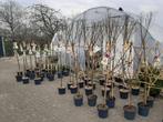 Halfstam fruitbomen, Tuin en Terras, Planten | Fruitbomen, Ophalen