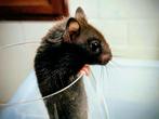 Goudhamster mannetjes en vrouwtjes, Dieren en Toebehoren, Knaagdieren, Hamster, Meerdere dieren, Tam, Oktober