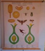 Oude schoolplaat pollination and fertilization, Antiek en Kunst, Antiek | Schoolplaten, Ophalen of Verzenden, Natuur en Biologie