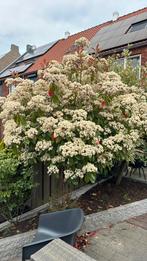 Photinia glabra boom staat mooi in de bloei!, Tuin en Terras, Planten | Bomen, Verzenden, Overige soorten, 100 tot 250 cm